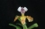 Paph. gratrixianum